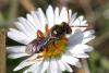 Nomada sp.